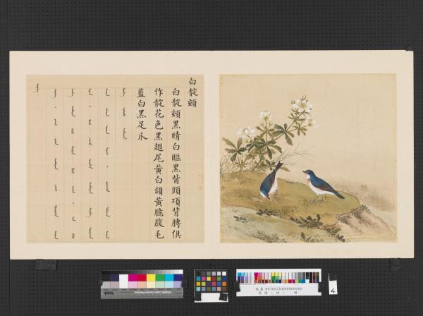 鳥譜（四）　冊　白靛頦