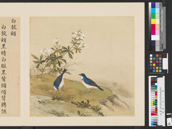 鳥譜（四）　冊　白靛頦