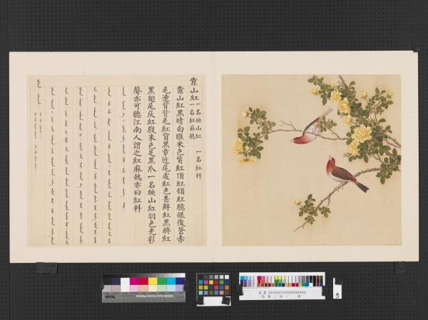 鳥譜（四）　冊　靠山紅