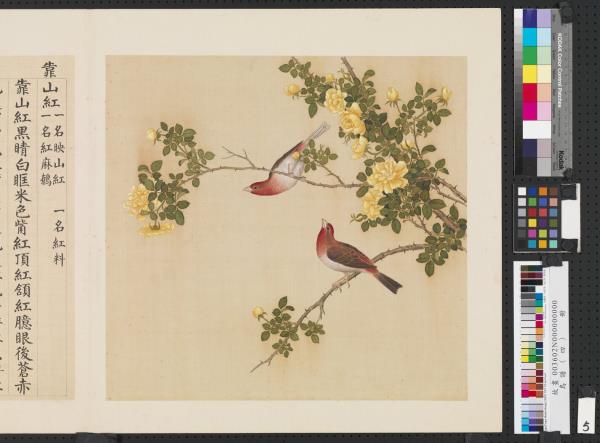 鳥譜（四）　冊　靠山紅