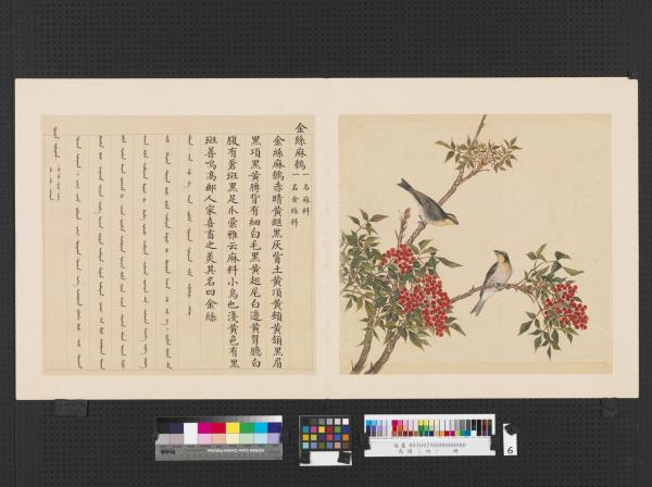 鳥譜（四）　冊　金絲麻鷯