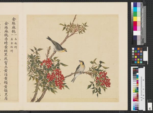 鳥譜（四）　冊　金絲麻鷯