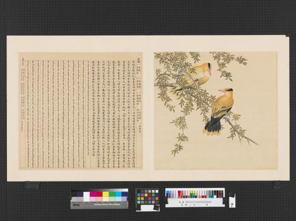 鳥譜（四）　冊　黃鸝