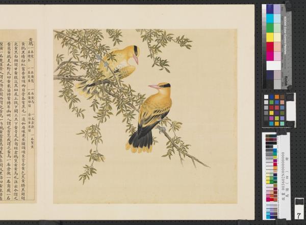 鳥譜（四）　冊　黃鸝