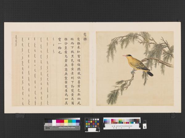 鳥譜（四）　冊　鶯雛