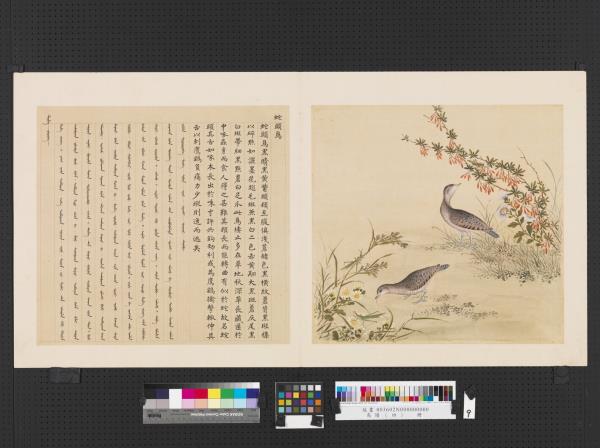 鳥譜（四）　冊　蛇頭鳥