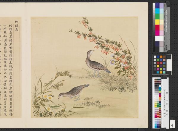 鳥譜（四）　冊　蛇頭鳥