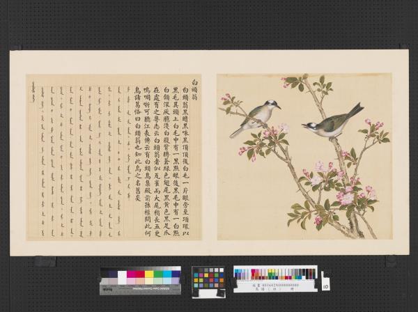 鳥譜（四）　冊　白頭翁