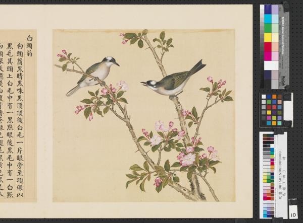 鳥譜（四）　冊　白頭翁