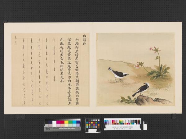 鳥譜（四）　冊　白頭郎