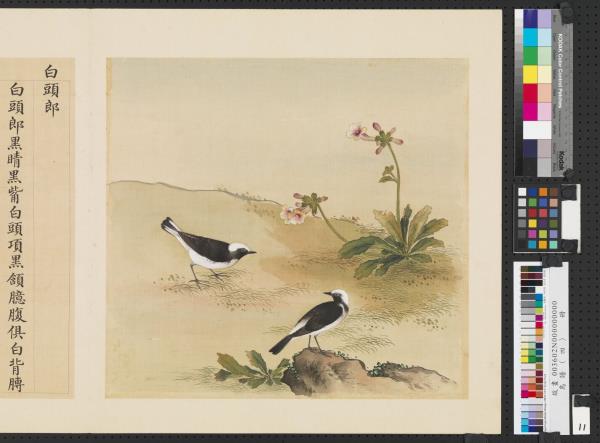 鳥譜（四）　冊　白頭郎