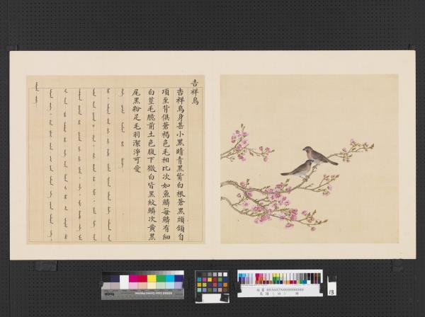 鳥譜（四）　冊　吉祥鳥