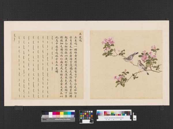 鳥譜（四）　冊　五更鳴