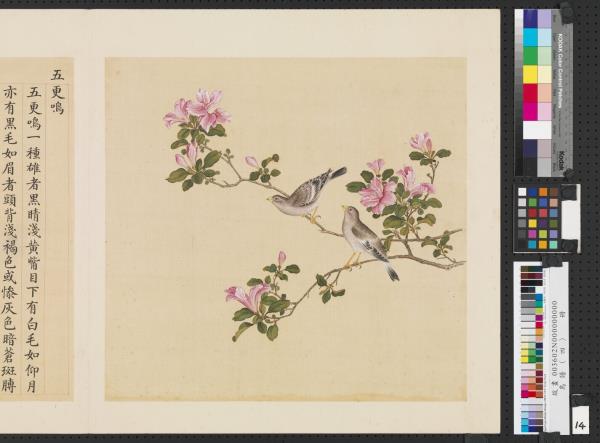 鳥譜（四）　冊　五更鳴