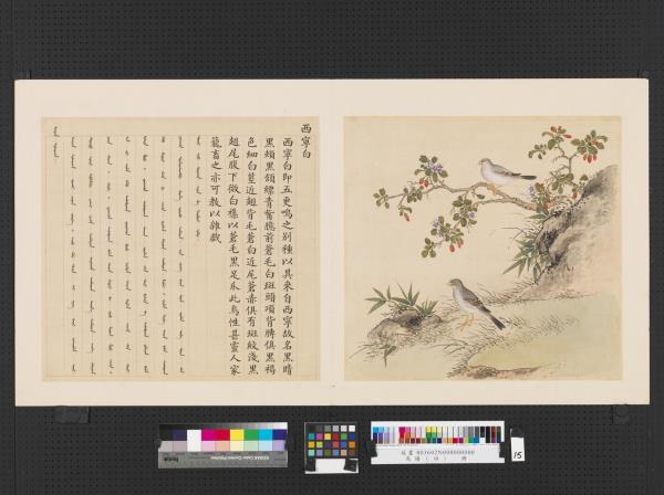 鳥譜（四）　冊　西寧白