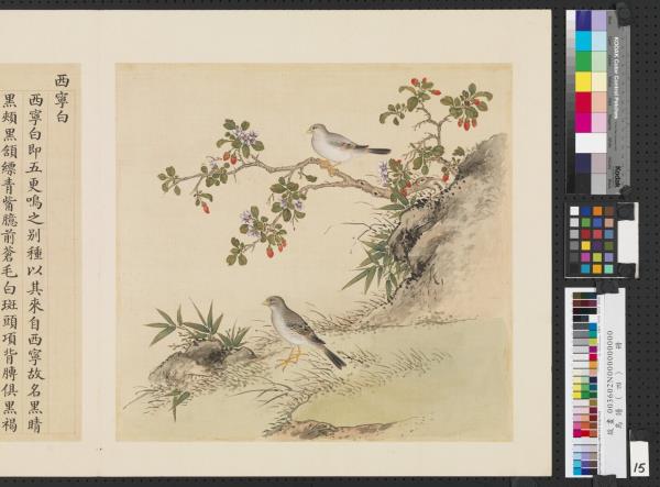 鳥譜（四）　冊　西寧白