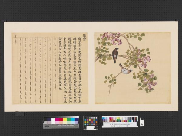 鳥譜（四）　冊　偷倉