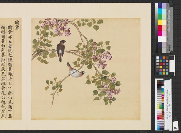 鳥譜（四）　冊　偷倉