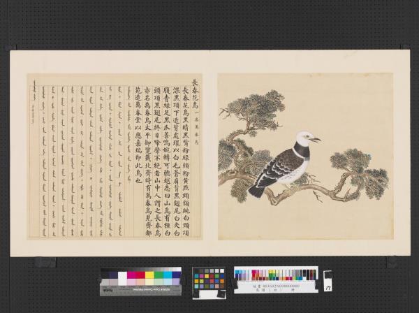 鳥譜（四）　冊　長春花鳥