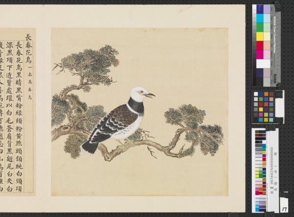 鳥譜（四）　冊　長春花鳥