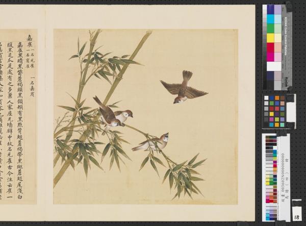 鳥譜（四）　冊　嘉雀