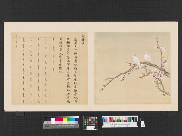 鳥譜（四）　冊　白嘉雀