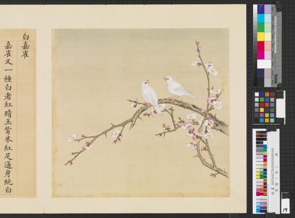 鳥譜（四）　冊　白嘉雀