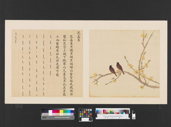 鳥譜（四）　冊　花嘉雀