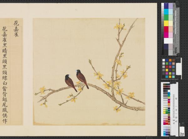 鳥譜（四）　冊　花嘉雀