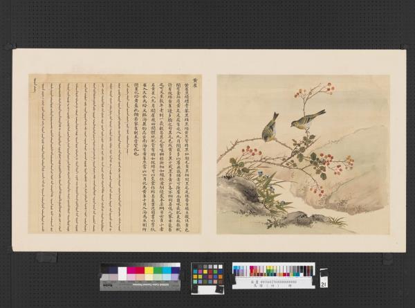 鳥譜（四）　冊　黃雀