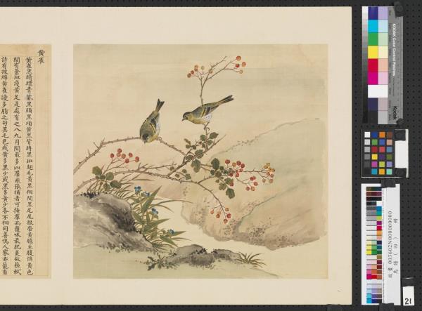 鳥譜（四）　冊　黃雀