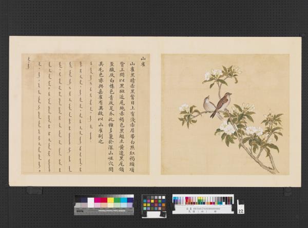 鳥譜（四）　冊　山雀