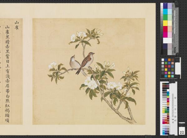 鳥譜（四）　冊　山雀