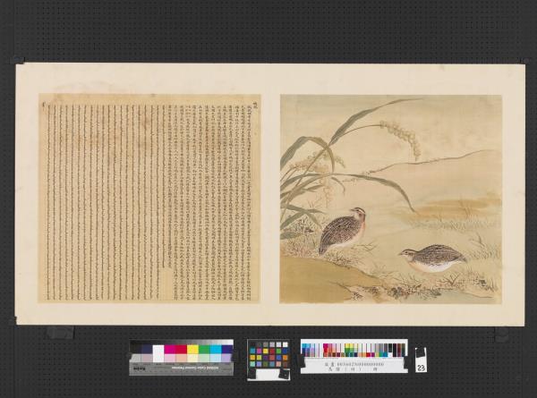 鳥譜（四）　冊　鵪鶉