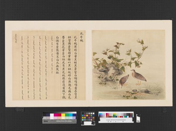 鳥譜（四）　冊　北牛鵪