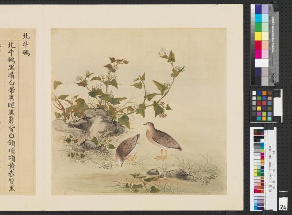 鳥譜（四）　冊　北牛鵪