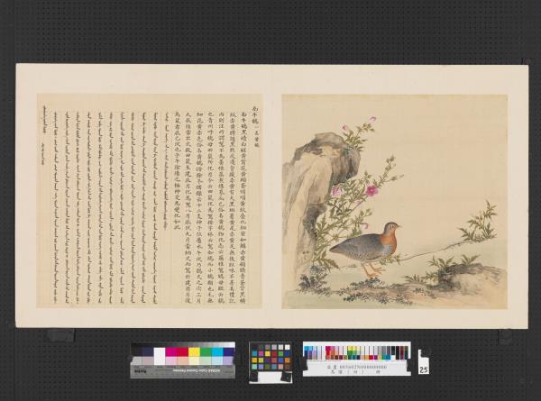 鳥譜（四）　冊　南牛鵪