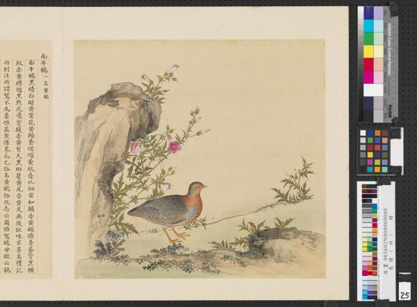 鳥譜（四）　冊　南牛鵪