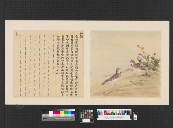 鳥譜（四）　冊　白翎