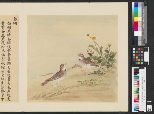 鳥譜（四）　冊　白翎