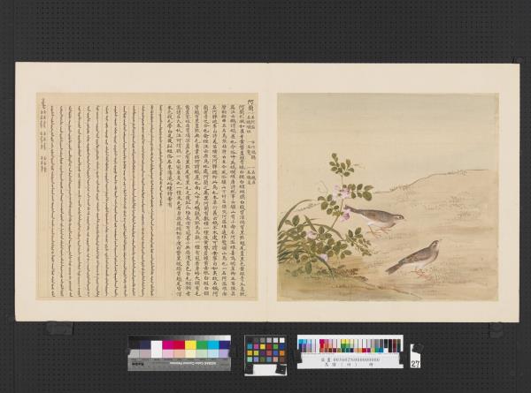 鳥譜（四）　冊　阿蘭