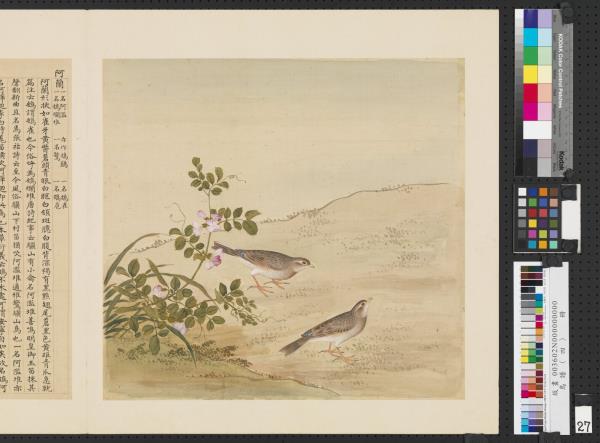 鳥譜（四）　冊　阿蘭