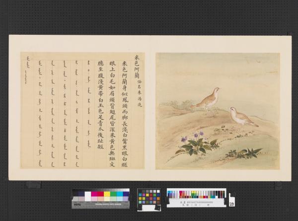 鳥譜（四）　冊　米色阿蘭