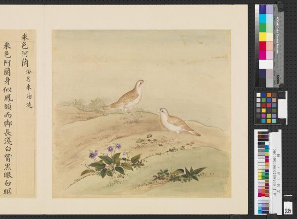 鳥譜（四）　冊　米色阿蘭
