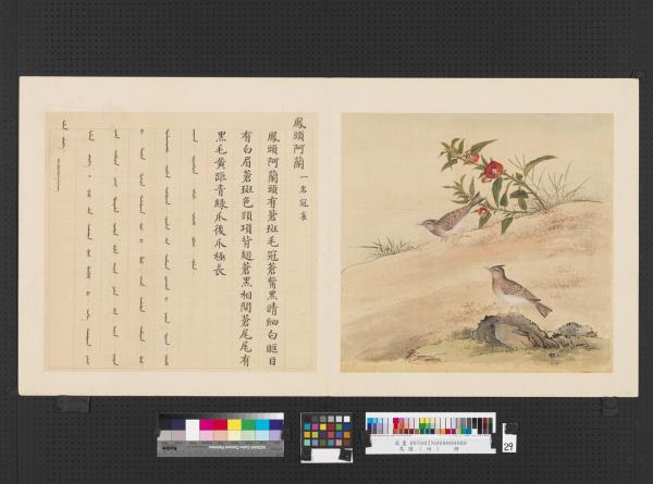 鳥譜（四）　冊　鳳頭阿蘭