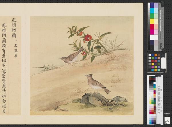 鳥譜（四）　冊　鳳頭阿蘭
