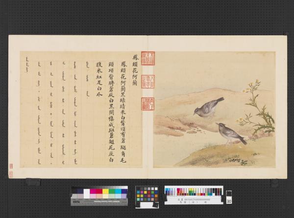 鳥譜（四）　冊　鳳頭花阿蘭