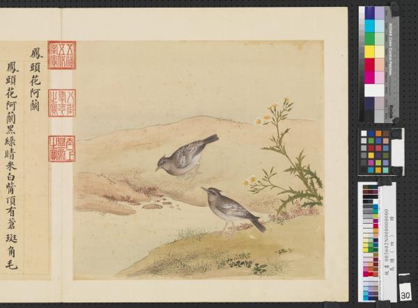 鳥譜（四）　冊　鳳頭花阿蘭