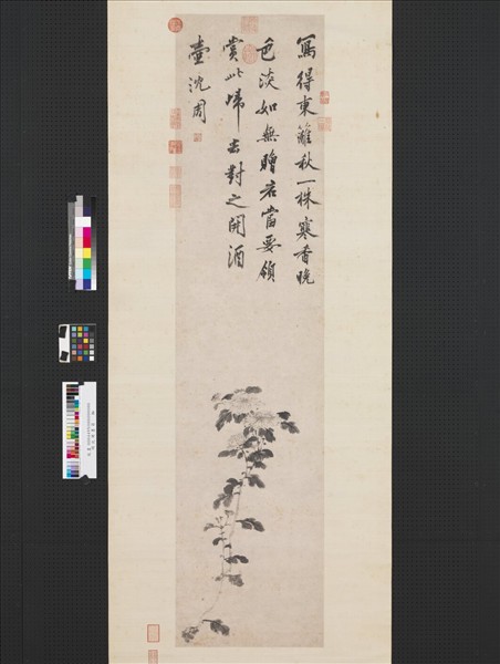 明沈周墨菊　軸