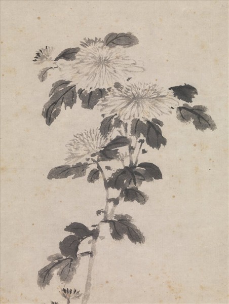 明沈周墨菊　軸
